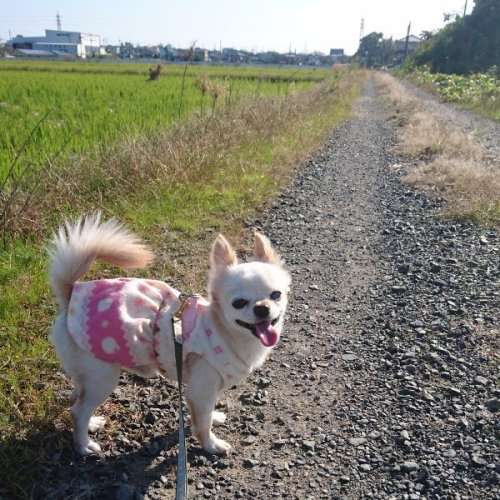 栃木県のチワワの男の子