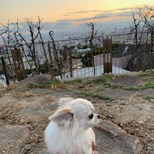 六甲台の夕日