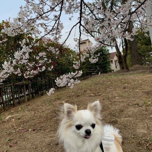 神戸大学の桜は