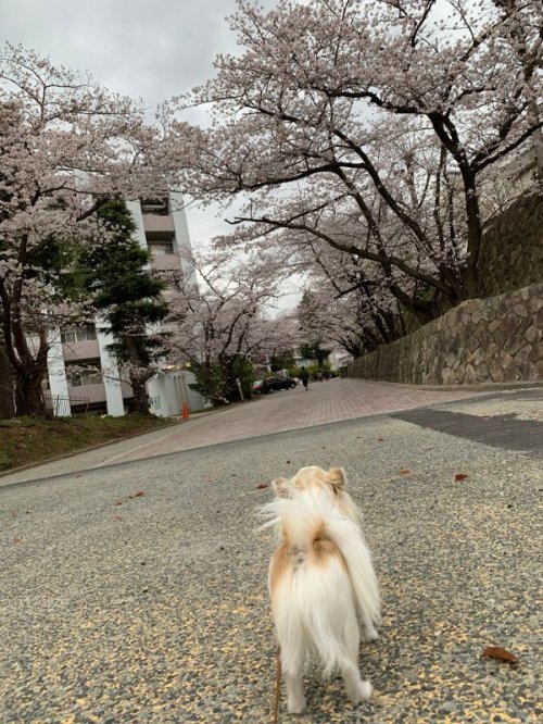 今日も神戸大学