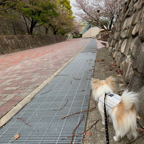 神戸大学です。