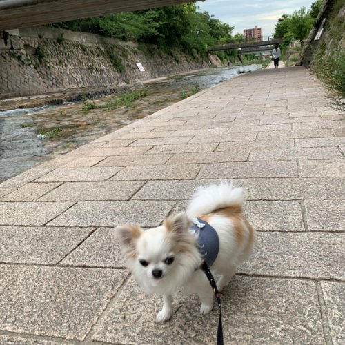 梅雨の合間のお散歩日和