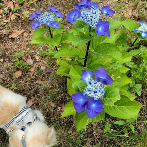 色あざやかな紫陽花