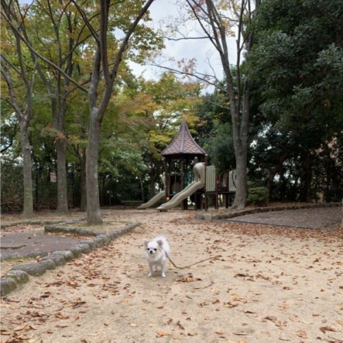 紅葉はじまってます。