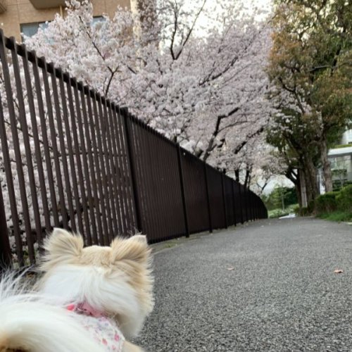 いつもの散歩道