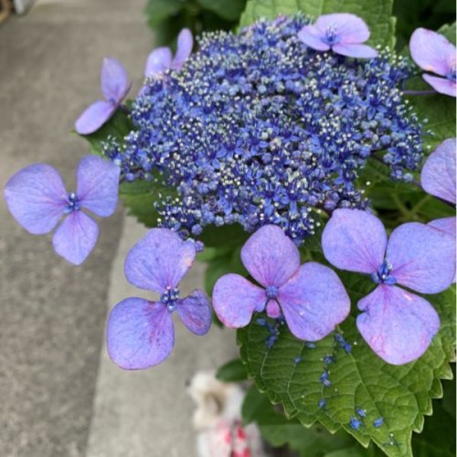 梅雨の紫陽花