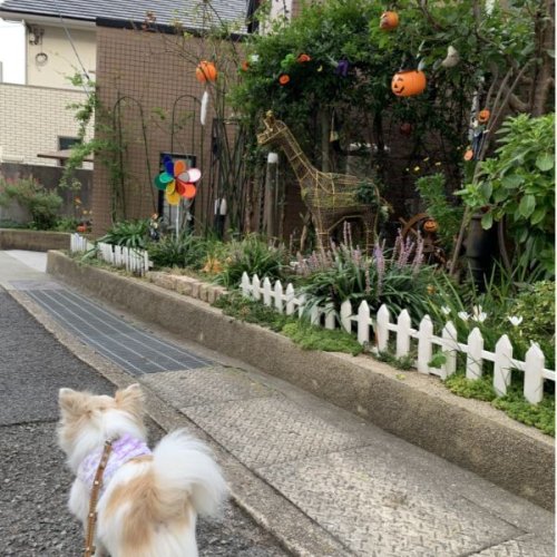 10月はハロウィンの月