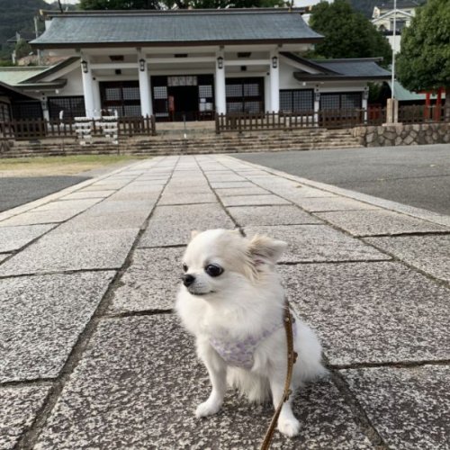 護国神社へ