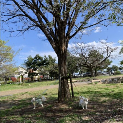 芦屋市総合公園