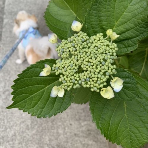 本日の紫陽花