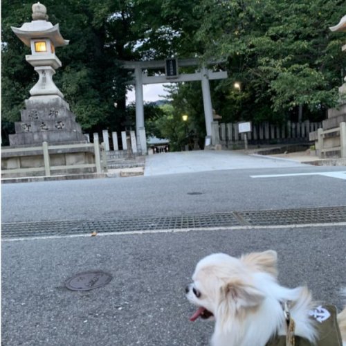 弓弦羽神社