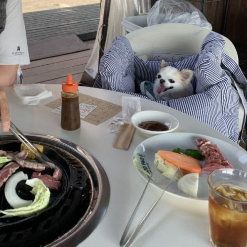 ジンギスカンのお昼ご飯