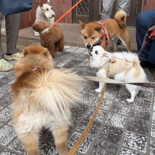 べんちゃん家の玄関前で