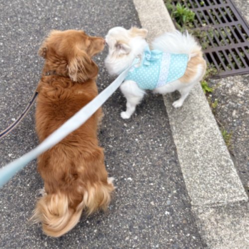 お久しぶり