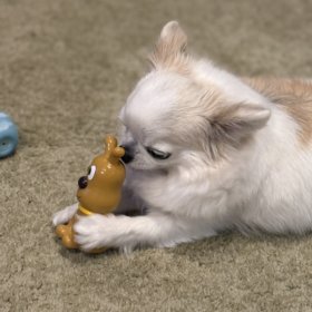 お気に入りのオモチャ