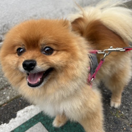 ちゃまちゃん
