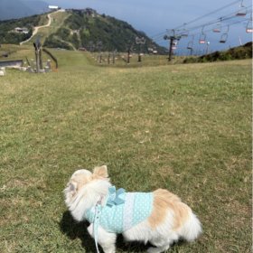 犬生初体験