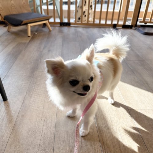シャンプーして来ました♪