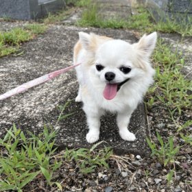 お盆です