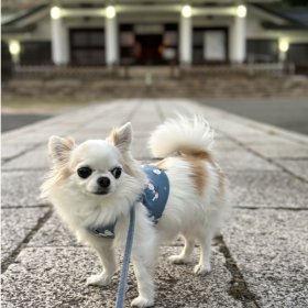 久しぶりの護国神社