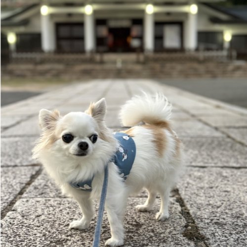 久しぶりの護国神社