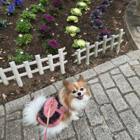 神奈川県のパピヨンの女の子