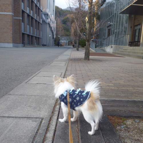 神戸大学へお散歩