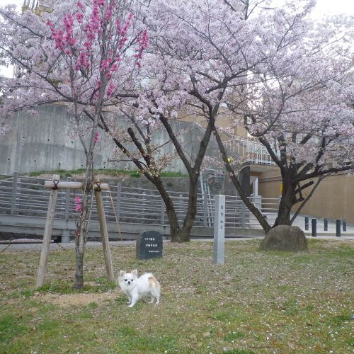 神戸大学の桜