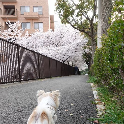 今日も桜とお散歩
