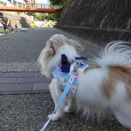 今日のお散歩は、都賀川です。