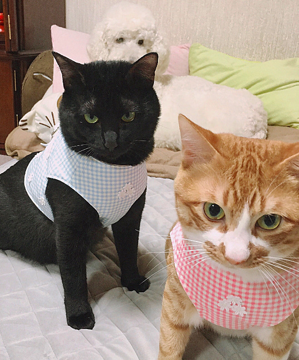 大阪府の猫ちゃんたち