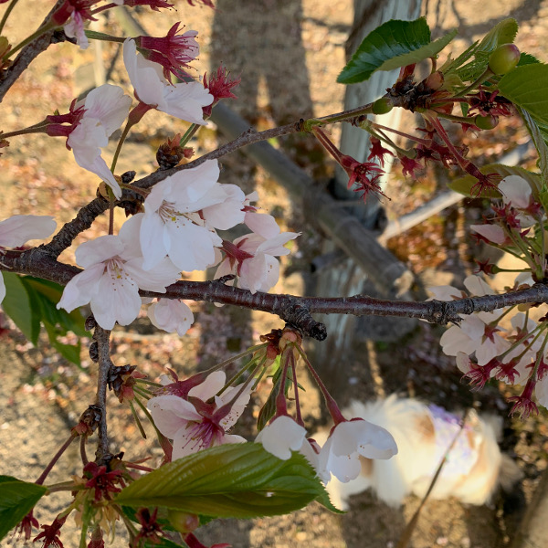 桜の花も、終わりです。