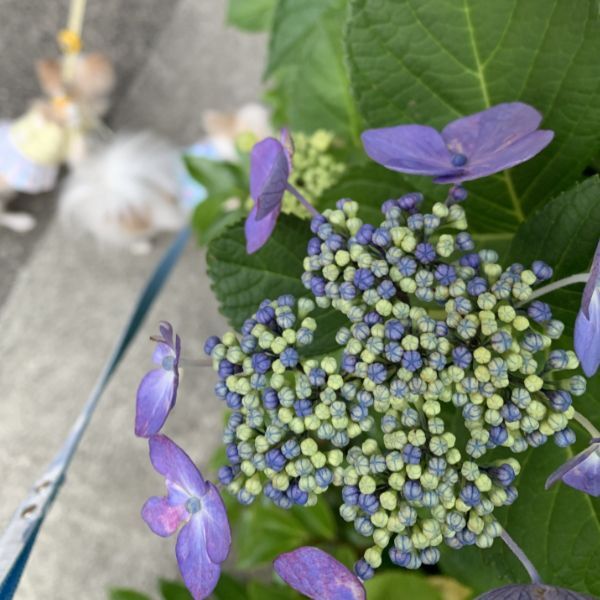 本日の紫陽花