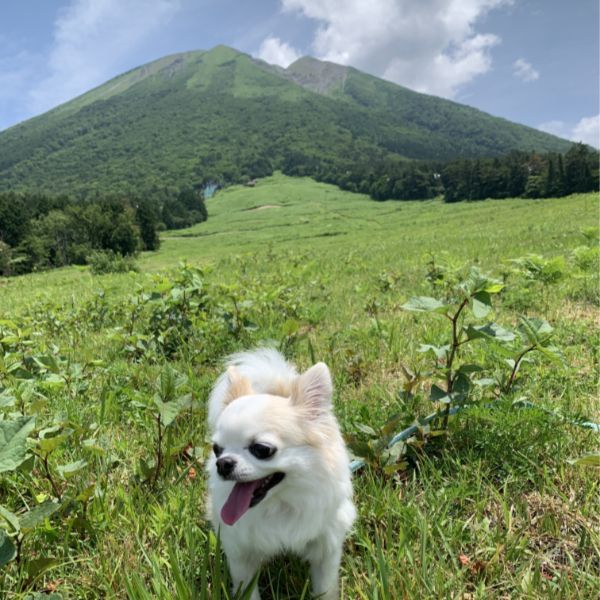 雄大な大山です！