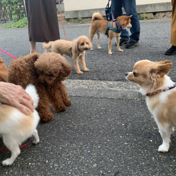 小型犬がいっぱい