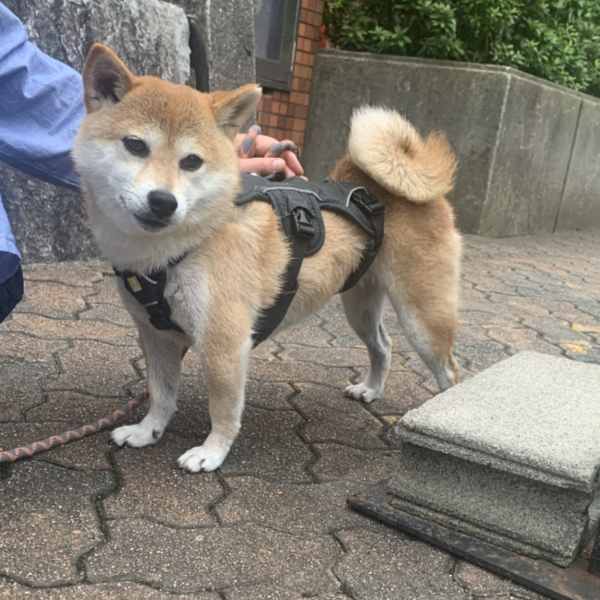 豆柴のミトンちゃん