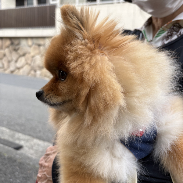 チャマちゃん