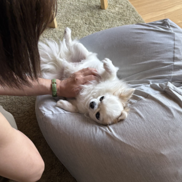 妹に撫でられる　りく