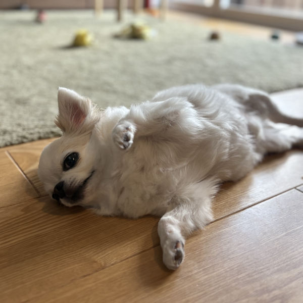 クーラーの効いたお部屋