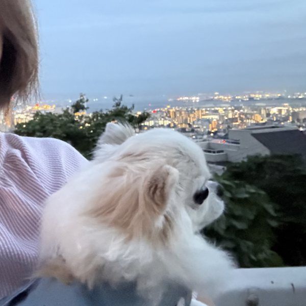 夕方の夜景