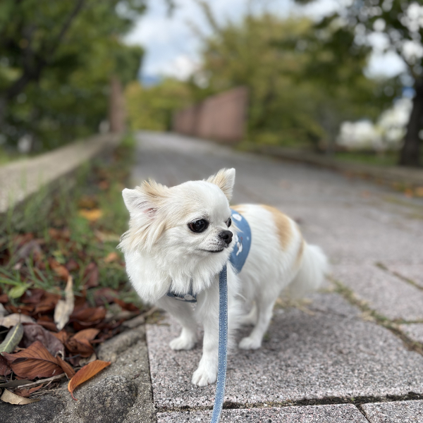 都賀川沿いをお散歩