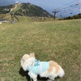 犬生初体験