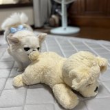 実家のワンちゃん（笑）