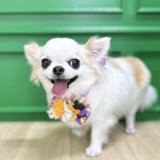 トリミングの日