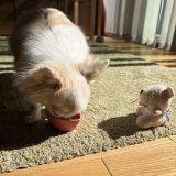 朝のヨーグルト