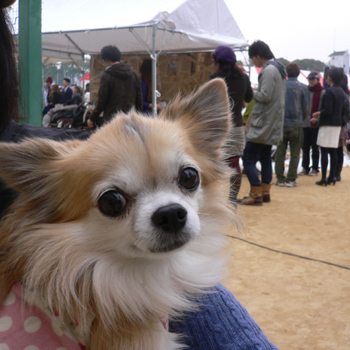 神戸大学の学園祭