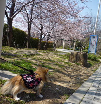 桜の季節になりました♪