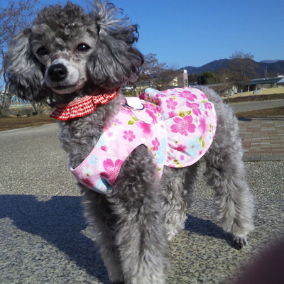 岐阜県のトイプードルの女の子