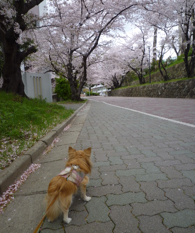 さくらが奇麗です♪