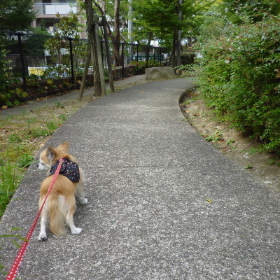 久々の くり のお散歩風景